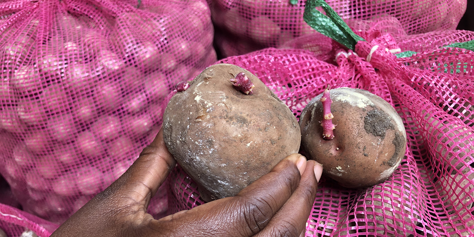 Irish Potato farming